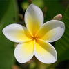 Tahitien